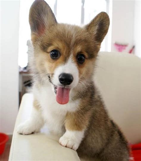 The Cutest Corgi Pictures The Internet Has Ever Seen