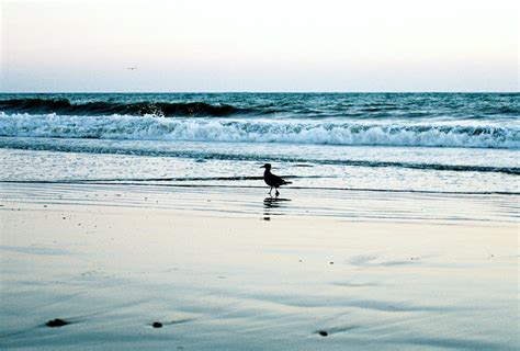 Duck on the beach | Ocean photos, Photo galleries, Photo