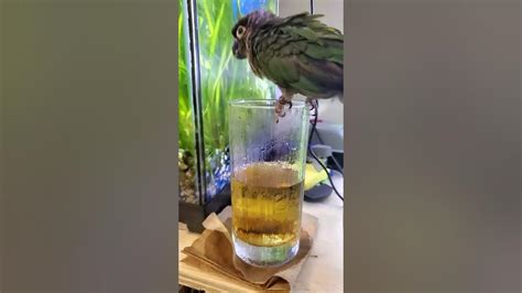 My Birdie Drink Beer From My Glass Youtube