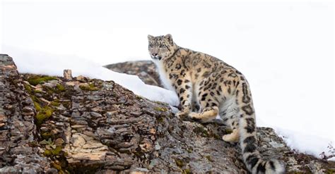 Snow Leopard Chasing Mountain Goat