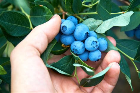 How To Grow Blueberries In Pots