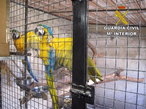 Localizan Un Criadero Ilegal De Aves Ex Ticas Protegidas En Bigues I Riells