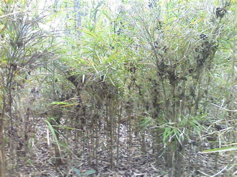 Plantfiles Pictures Canebrake Bamboo Arundinaria Gigantea By Hikaro