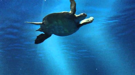 Monterey Bay Aquarium Sea Turtle In Open Sea Exhibit Youtube