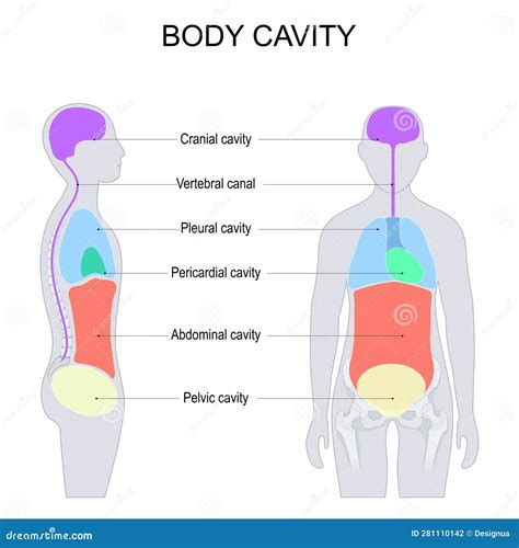 Dorsal And Ventral Body Cavities For Internal Organs Or Viscera Stock