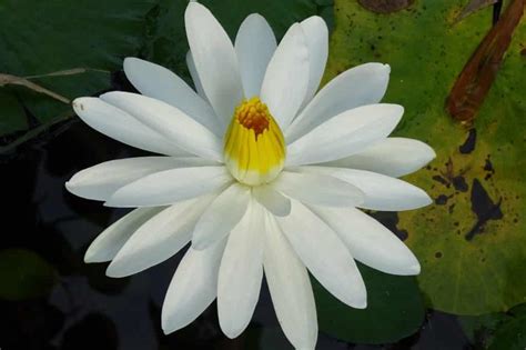 White Lily Meaning And Symbolism Purity Luck