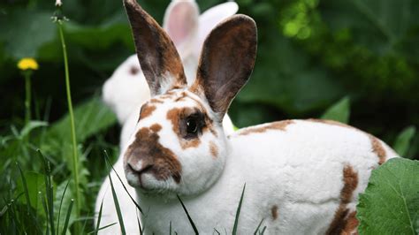 Disease Alert Rabbit Hemorrhagic Disease