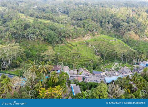 Ubud Path Field Stock Image Image Of Ubud Beautiful