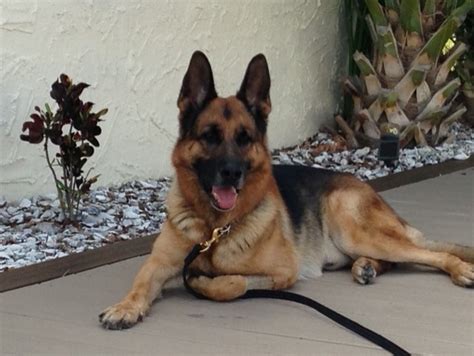 ‘heartbroken’ Pasco County Deputies Mourn Loss Of Retired K 9 Wfla