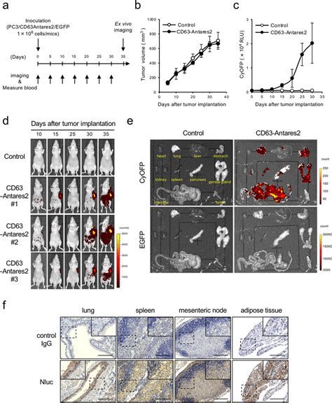 Pc3cd63 Antares2 Xenograft Mice Model Enables Continuous Exosome