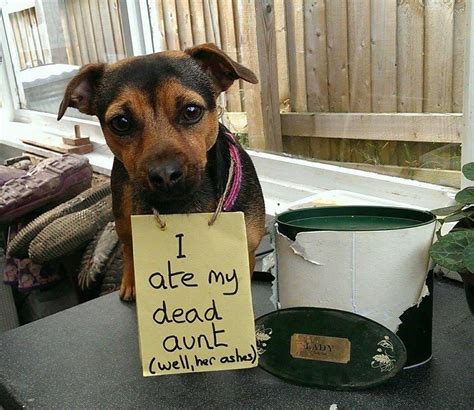 20 Most Hilarious Dog Shaming Photos Ever Funnydogpictures Dog