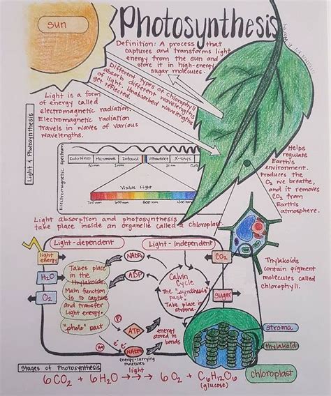 Notebook Inspo Photosynthesis Biology Notes Photosynthesis And