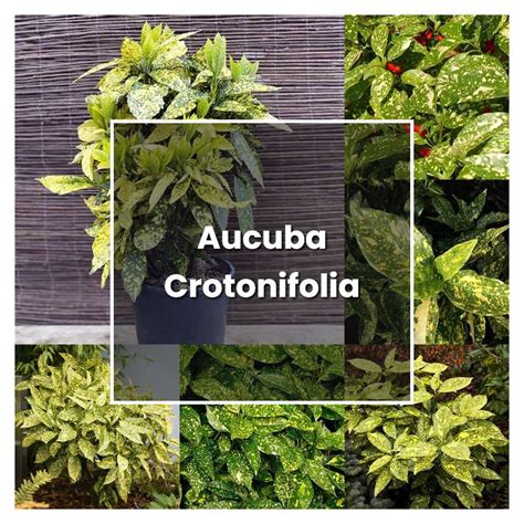 How To Grow Aucuba Crotonifolia Plant Care Tips Norwichgardener