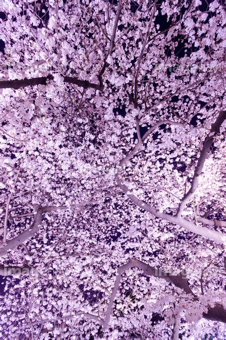 【ライトアップされた夜桜】の画像素材 40531185 写真素材ならイメージナビ