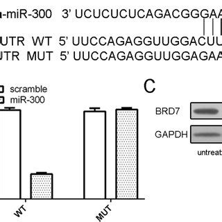 BRD7 Is A Direct Target Gene Of MiR 300 In Osteosarcoma Cells A The