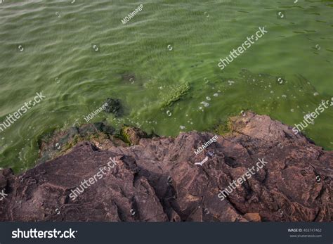 Serious Pollution Chinas Taihu Lake Cyanobacteria Stock Photo 403747462 ...