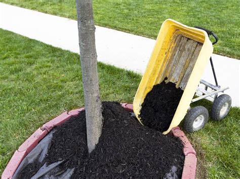 Irrigation Tips Tree Mulching Pruning Trees