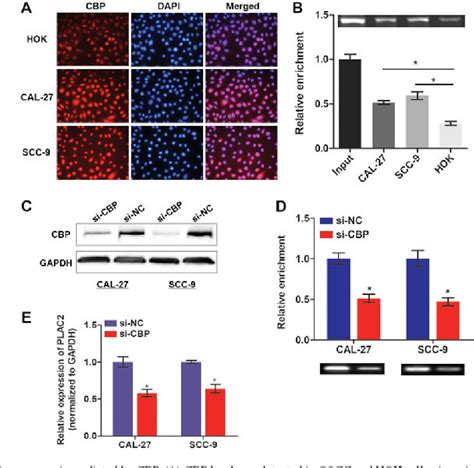 Figure From Lncrna Plac Activated By H K Acetylation Promotes Cell