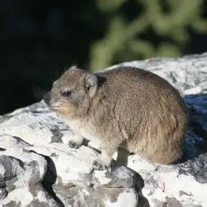 Rock Hyrax - Facts, Diet, Habitat & Pictures on Animalia.bio