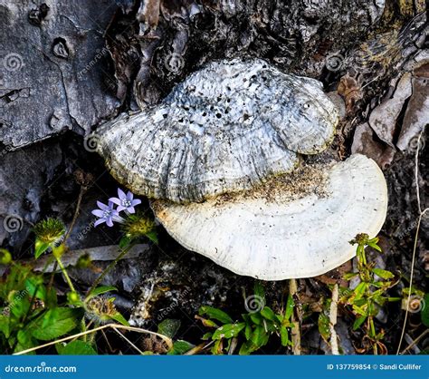 Natural Beauty Of Decay Stock Photo Image Of Growing 137759854