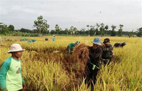 Luas Lahan Panen Padi Di Riau Berkurang 9 Ribu Hektar Produksi Gabah