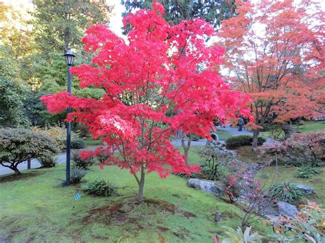 Acero Rosso Giapponese Acer Palmatum Osakazuki Pianta In Vaso Cm H