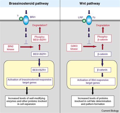 Brassinosteroid Signaling Novel Downstream Components Emerge Current