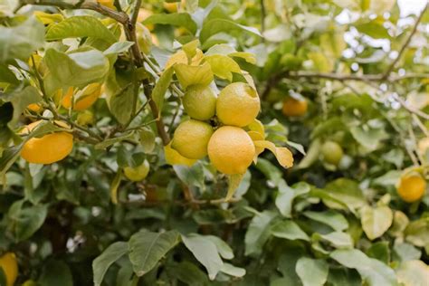 How To Grow Lemons At Home And Never Buy Them Again Garden