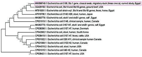 Neighbour Joining Phylogenetic Bootstrap Consensus Tree Shows The