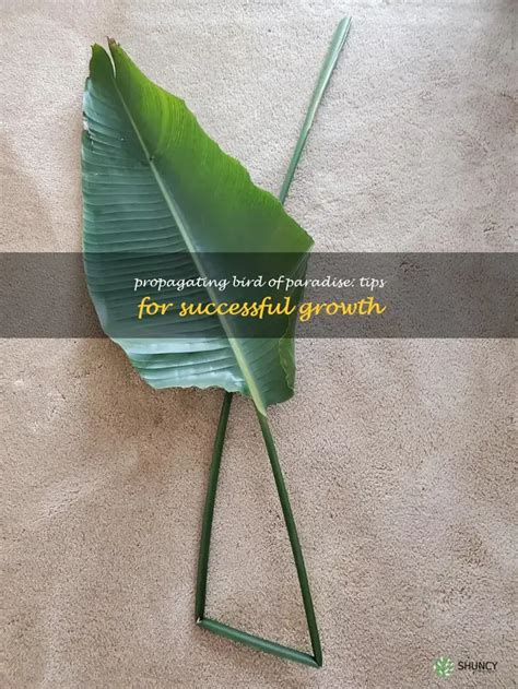 Propagating Bird Of Paradise: Tips For Successful Growth | ShunCy