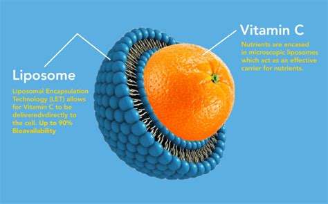 Liposomal Vitamin C Benefits » The Nutraceutical Database