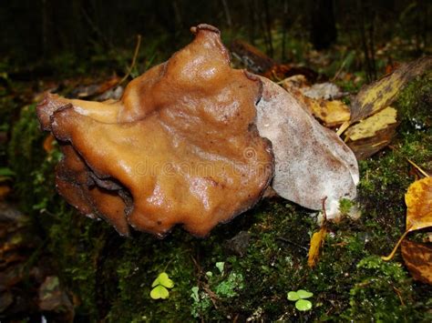 Gyromitra Gigas, Snow False Morel, Calf`s Brain. Early Spring Forest Mushroom Macro. a Large ...