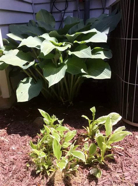 Do Deer Eat Hostas Peak Yard