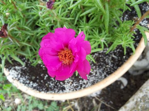 Flower Garden Greece - Free photo on Pixabay - Pixabay