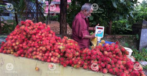 Know Your Fruit How Rambutan Got Its Name