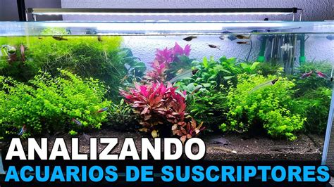 Acuarios de Suscriptores Nº37 Acuarios Plantados Tapizados