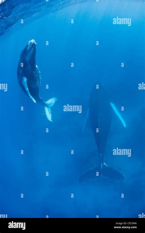 Humpback Whale Underwater Hi Res Stock Photography And Images Alamy