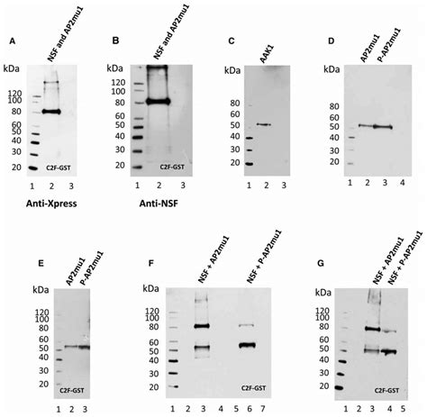 Competitive Protein Interactions Of Ap Mu With Nsf And Ap Mu With