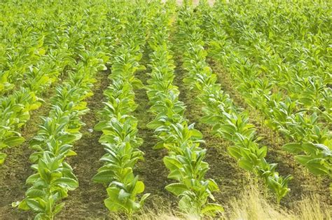 Tobacco Plantation — Stock Photo © tonyoquias #6272415