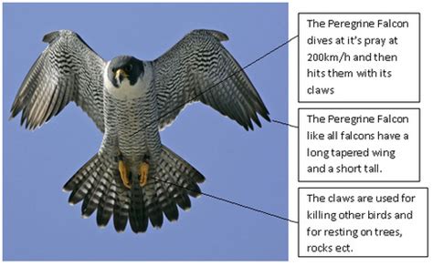 Peregrine Falcon Adaptations - How do They Survive? - BirdBaron