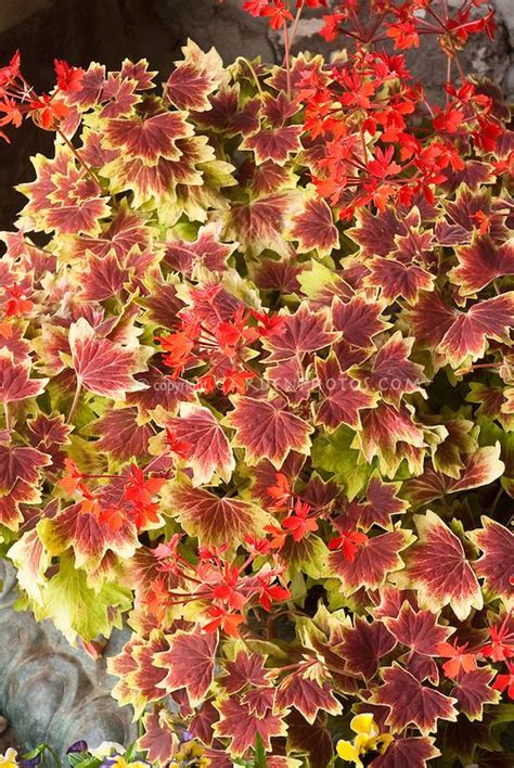 Pelargonium Vancouver Centennial In Red Flowers Annual Geranium Fancy Leaved In Cement Pot