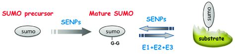 The Mechanism Of Small Ubiquitin Related Modifier Sumo Ylation