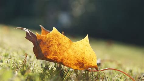 Wallpaper Sunlight Leaves Nature Branch Yellow Tree Autumn