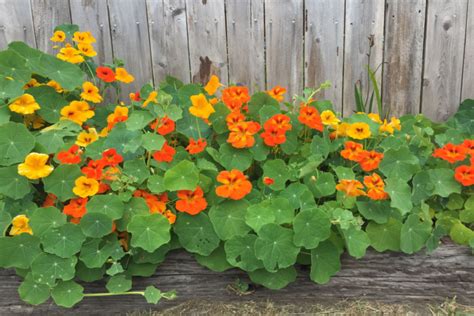 Growing Nasturtiums In Containers