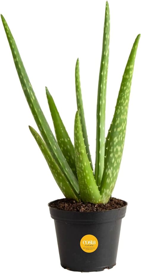 Amazon Costa Farms Aloe Vera Plant Live Succulent Easy Care