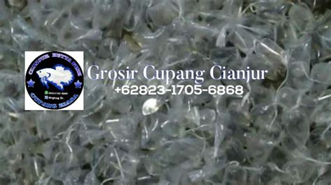 Grosir Cupang Betta Fish Di Cianjur Youtube