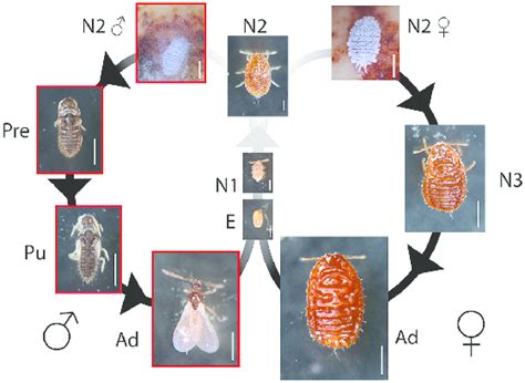 Life Cycle Of Planococcus Krauhniae E Egg N1 First Instar Nymph Download Scientific Diagram