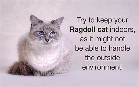 Important Care Tips for the Relatively Low-maintenance Ragdoll Cats