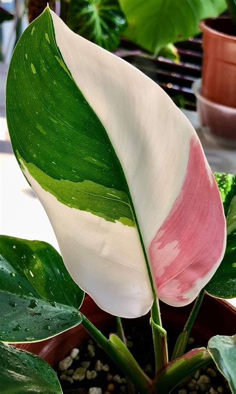 Philodendron White Princess Tropics Home