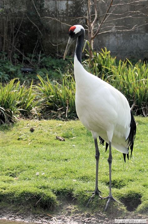 Identify Red Crowned Crane Wildfowl Photography